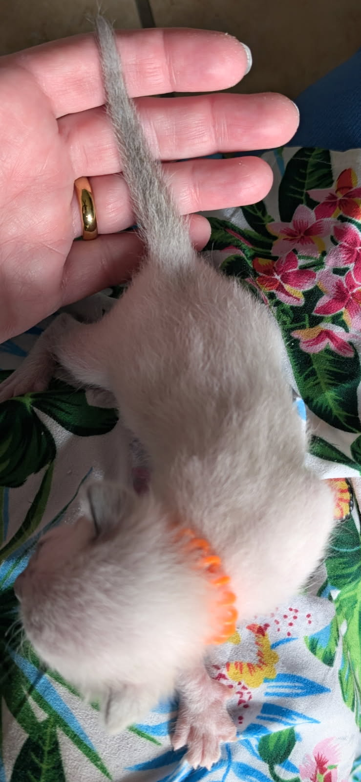 Alex - Orange Collar